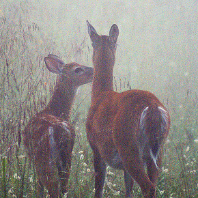 Mothers sow the seeds of love~ Mothers sow the seeds of love~
