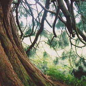 The trees are our teachers~ The trees are our teachers~