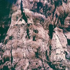 The forest evolves as a whole~ The forest evolves as a whole~
