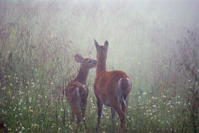 deer