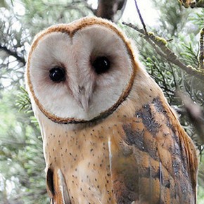The wisdom of timing attunes to the larger matrix~ The wisdom of timing attunes to the larger matrix~