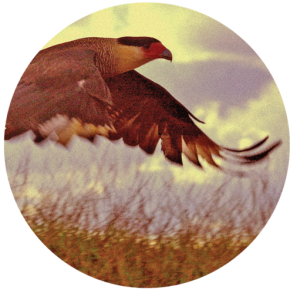 Kaypacha Report: I would rather spend my time learning how to fly~ Kaypacha Report: I would rather spend my time learning how to fly~